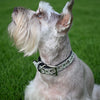 Silver Rhinestone Dog Collar