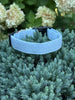 Light Blue Polka Dot Limited Edition Collar