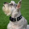 Black Rhinestone Dog Collar
