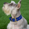 Royal Blue Rhinestone Dog Collar
