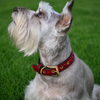 Red Rhinestone Dog Collar