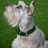 Green Rhinestone Dog Collar
