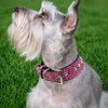 Pink Rhinestone Dog Collar